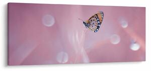 Obraz - Motýľ (120x50 cm)