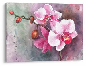 Obraz - Orchidey, aquarel (70x50 cm)