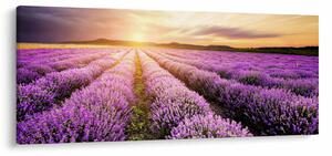 Obraz - Východ slnka v levanduľovom poli (120x50 cm)