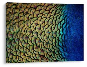 Obraz - Pávie perie (70x50 cm)