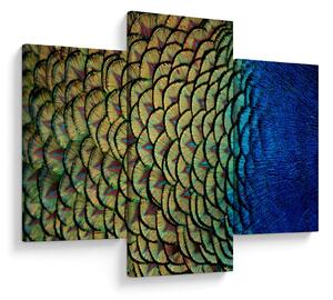 Obraz - Pávie perie (90x60 cm)