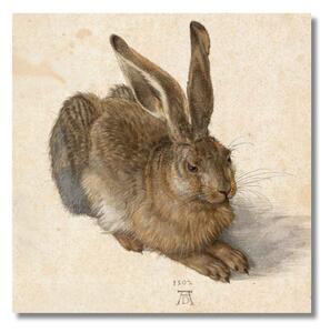 Obraz Albrecht Dürer - Mladý zajac