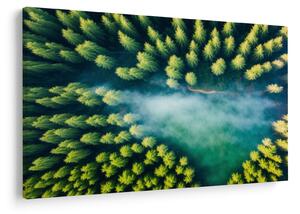 Obraz - Hmlou zahalený les (90x60 cm)