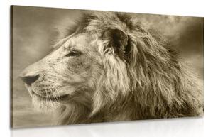 Obraz africký lev v sépiovom prevedení - 90x60
