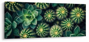 Obraz - Kaktusy (120x50 cm)