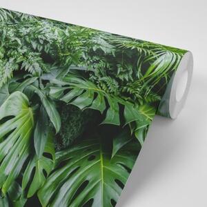 Samolepiaca fototapeta listy džungle - 450x300