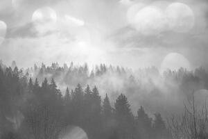 Fototapeta čiernobiela hmla nad lesom - 375x250