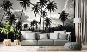 Tapeta kokosové palmy na pláži v čiernobielom - 150x100