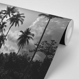 Tapeta kokosové palmy na pláži v čiernobielom - 150x100