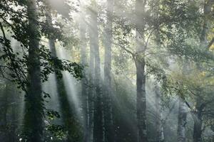 Fototapeta slnečné lúče v hmlistom lese - 225x150