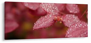 Obraz - Makro snímka lístka (120x50 cm)