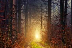 Fototapeta svetlo v lese - 300x200