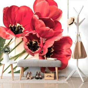 Fototapeta rozkvitnuté červené tulipány - 150x100