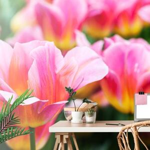Samolepiaca fototapeta lúka ružových tulipánov - 300x200