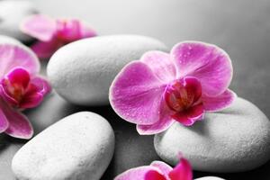 Samolepiaca fototapeta kvety orchidey na kameňoch - 225x150