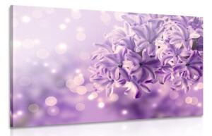 Obraz fialový kvet orgovánu - 120x80
