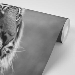 Samolepiaca fototapeta bengálsky čiernobiely tiger - 225x150