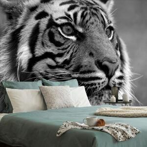 Samolepiaca fototapeta bengálsky čiernobiely tiger - 450x300