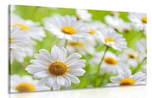 Obraz jarná lúka plná kvetov - 120x80