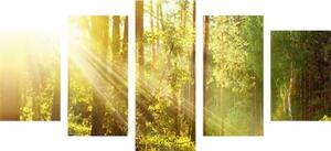 5-dielny obraz slnečné lúče v lese - 100x50