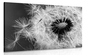 Obraz semienka púpavy v čiernobielom prevedení - 120x80