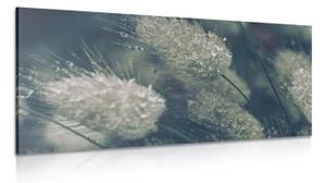 Obraz kvapky rosy na tráve - 100x50