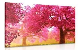 Obraz kúzelné rozkvitnuté stromy čerešne - 120x80