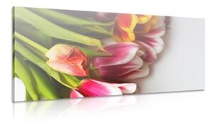 Obraz kytica farebných tulipánov - 100x50