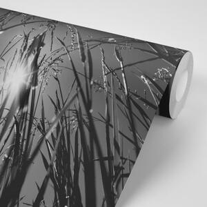 Samolepiaca fototapeta čiernobiela poľná tráva - 225x150