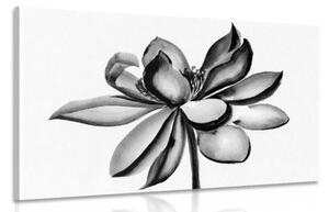 Obraz akvarelový lotosový kvet v čiernobielom prevedení - 60x40