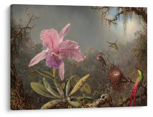 Obraz - Martin Johnson Heade, Cattleya Orchid and Three Hummingbirds, reprodukcia (70x50 cm)