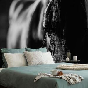 Fototapeta majestátny čiernobiely kôň - 225x150