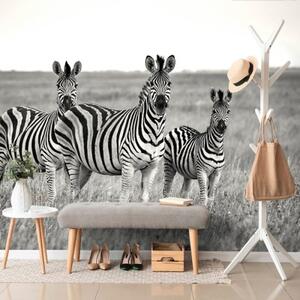 Samolepiaca fototapeta tri čiernobiele zebry v savane - 225x150