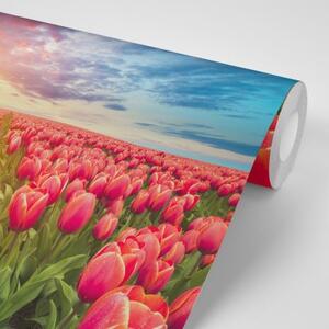 Tapeta východ slnka nad lúkou s tulipánmi - 300x200