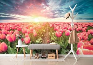 Tapeta východ slnka nad lúkou s tulipánmi - 300x200