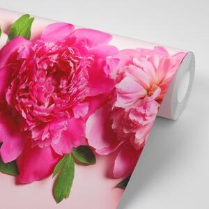 Samolepiaca fototapeta pivonky v ružovej farbe - 225x150