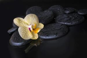 Samolepiaca fototapeta Zen kamene so žltou orchideou - 225x150