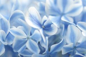 Obraz kvety hortenzie v modrobielom nádychu - 60x40