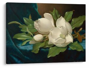 Obraz - Martin Johnson Heade, Giant Magnolias on a Blue Velvet Cloth, reprodukcia (70x50 cm)