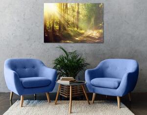 Obraz slnečné lúče v lese - 60x40