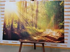 Obraz slnečné lúče v lese - 60x40