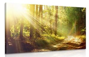 Obraz slnečné lúče v lese - 90x60