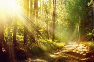 Obraz slnečné lúče v lese - 120x80