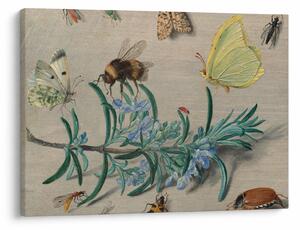 Obraz - Jan van Kessel the Elder, Insects and a Sprig of Rosemary, reprodukcia (70x50 cm)