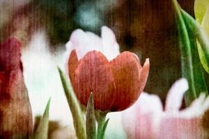 Obraz lúka tulipánov v retro štýle - 60x40