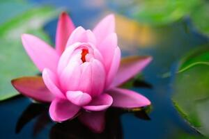 Samolepiaca fototapeta nádherný ružový kvet na jazere - 225x150