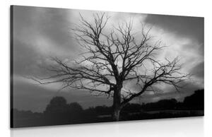 Obraz čiernobiely strom na lúke - 60x40
