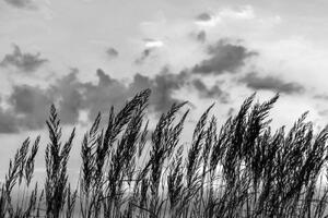 Fototapeta tráva v čiernobielom prevedení - 225x150