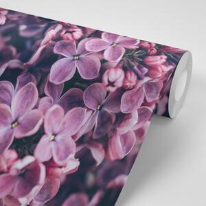 Samolepiaca fototapeta fialové kvety orgovánu - 150x100