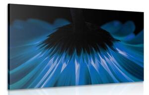 Obraz modrá gerbera na tmavom pozadí - 120x80